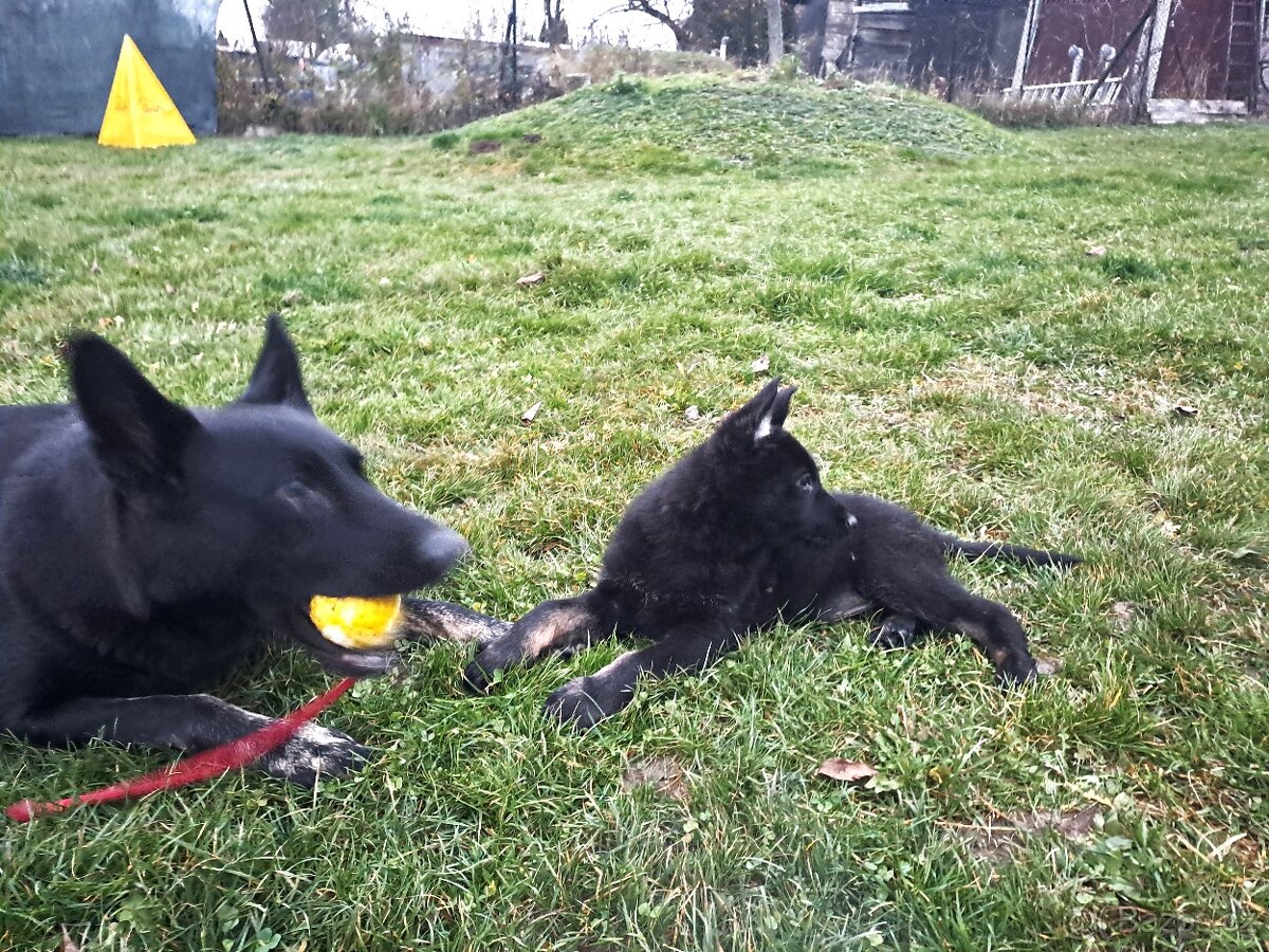 Německý ovčák - štěňata - 5