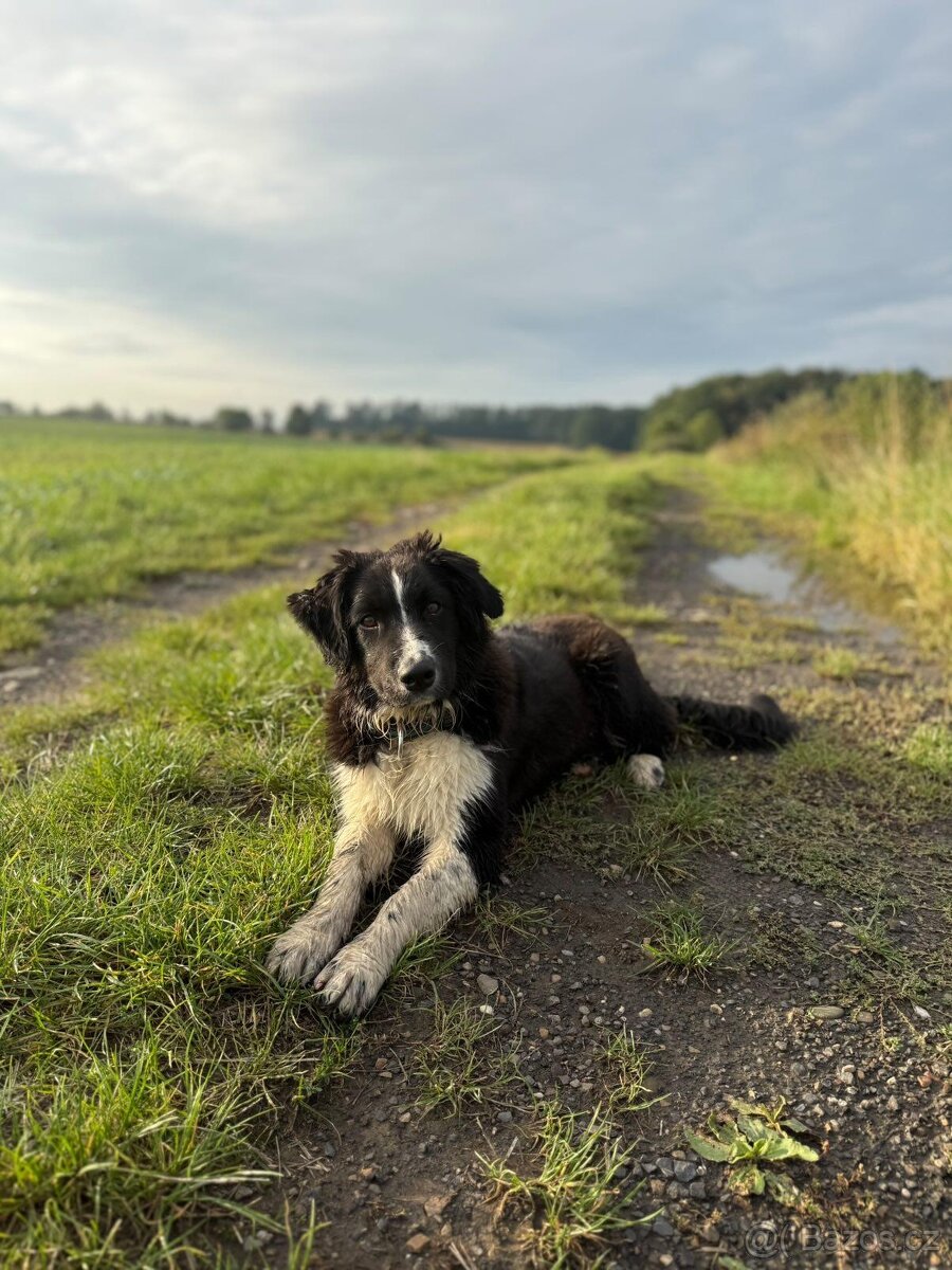 Australský ovčák s PP - 5