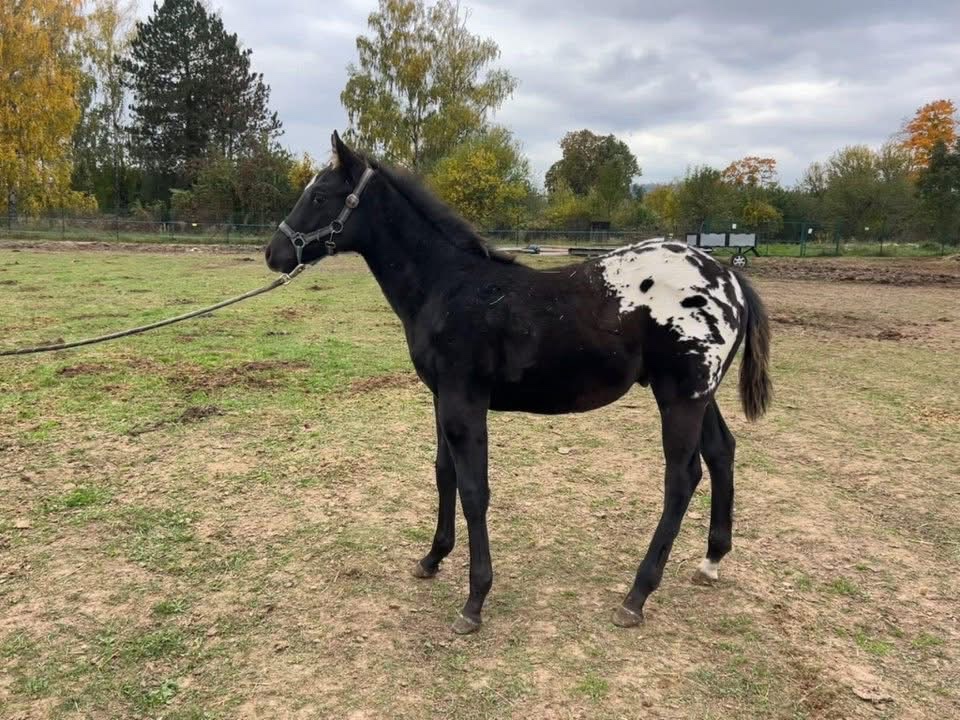 Hříbata Apaloosa - 5