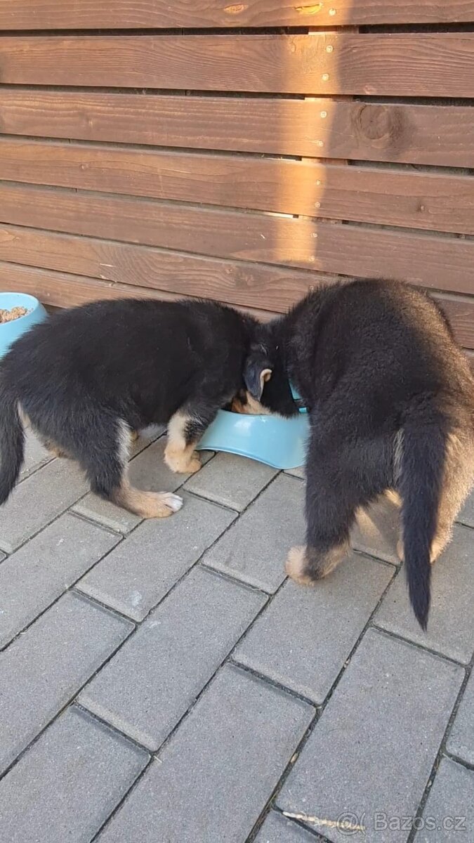 Prodam štěňata Rotvajller - Československý vlčák - 5