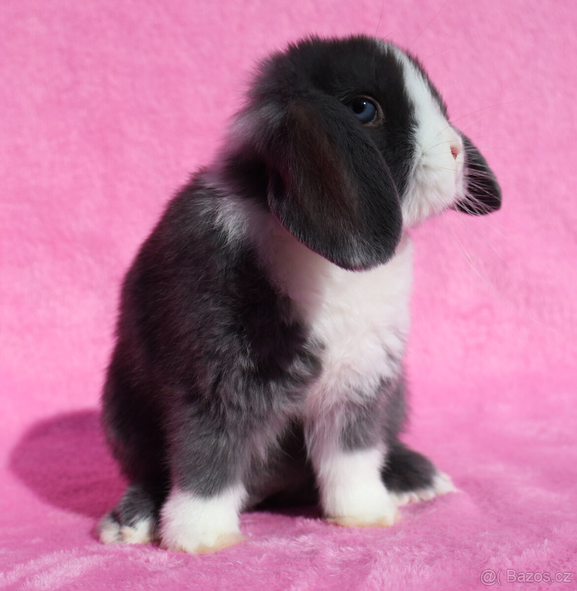 Zakrslý modrooký NHD beránek maličká samička s VP. - 5