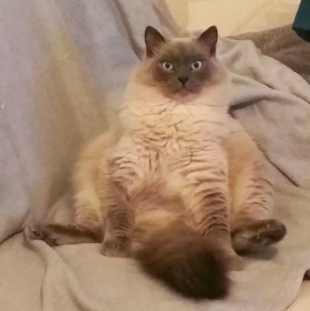 Daruji kocourka Ragdoll 7let do dobrých rukou - 5