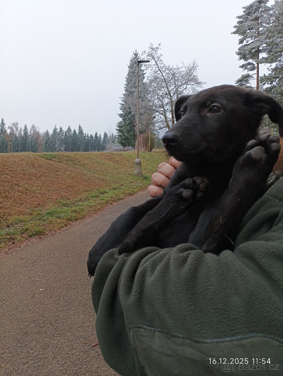 Německý ovčák Fenka - 5