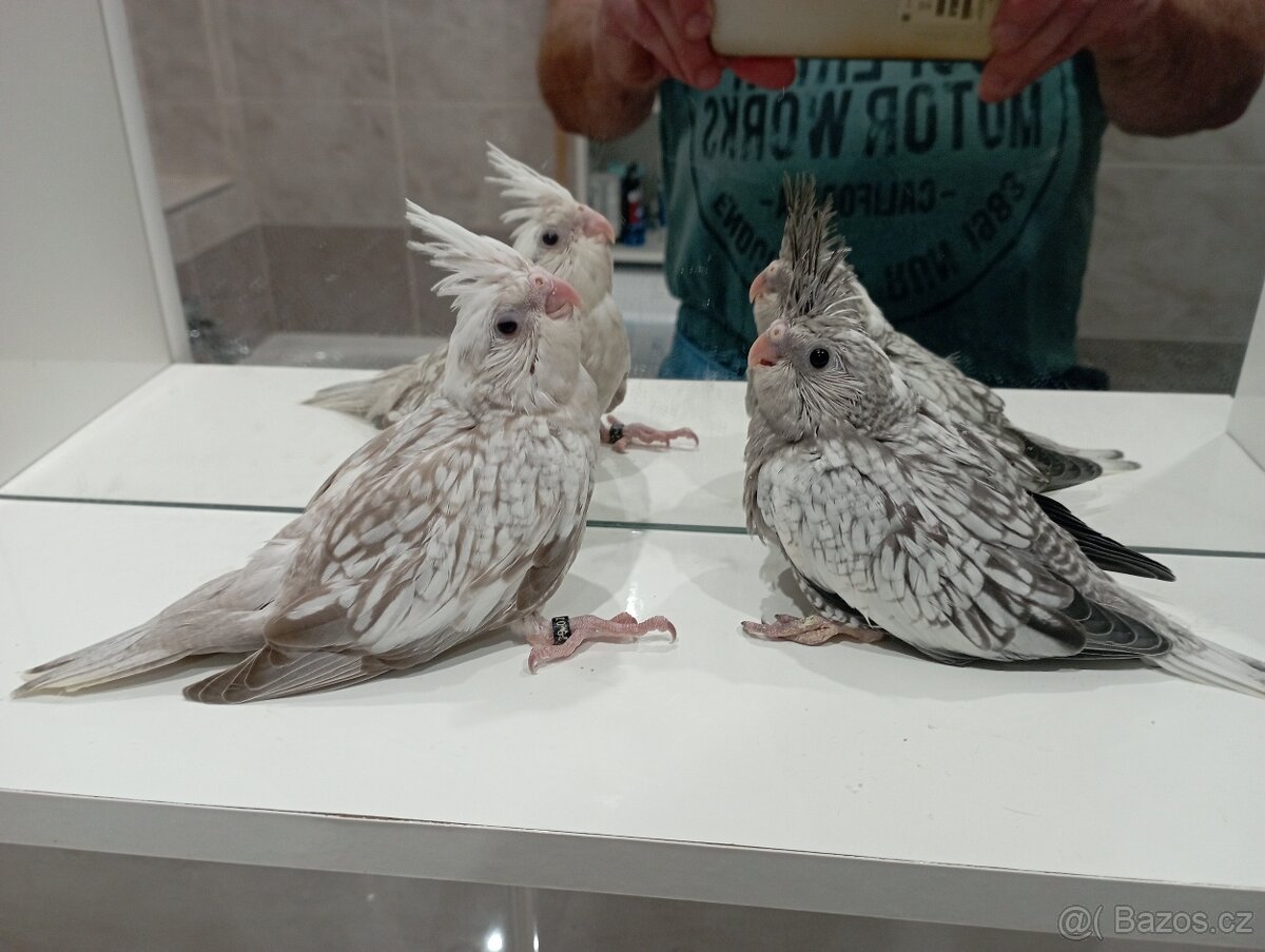 Korelky ručně dokrmené Brno - 5