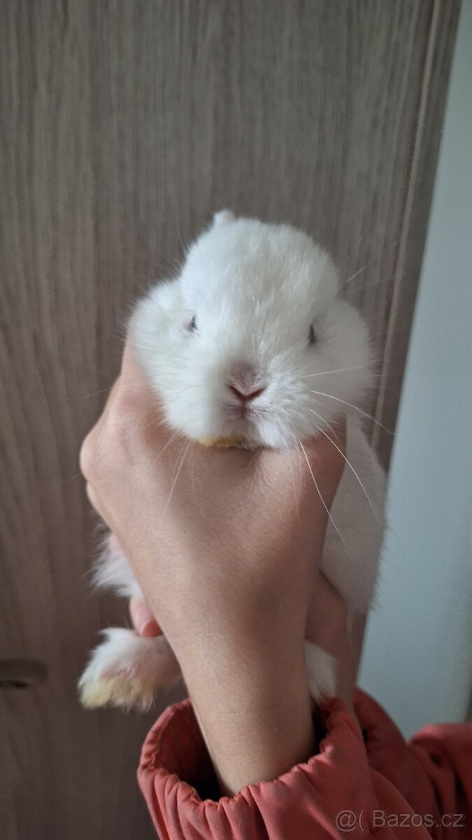 Zakrslý Hermelín - 5