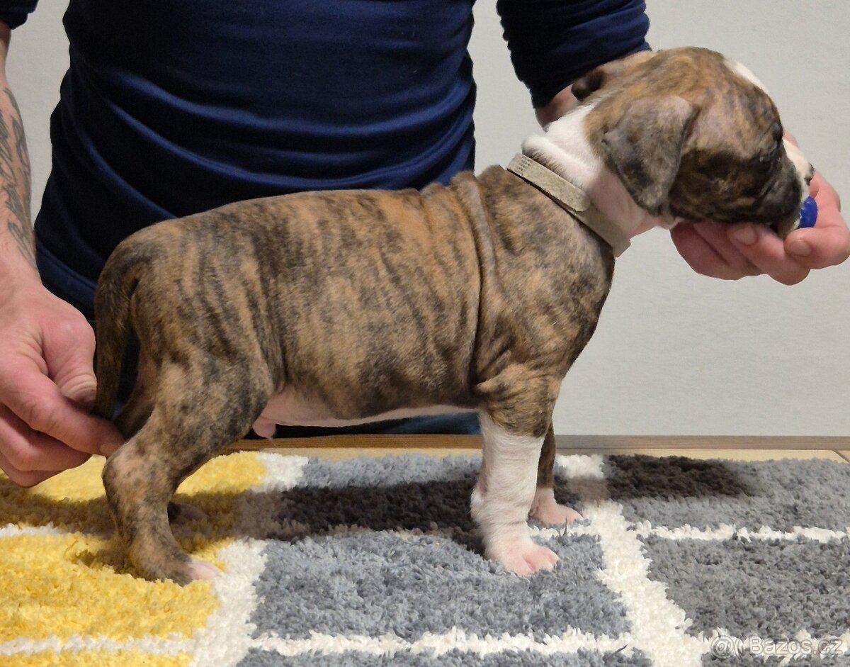 Americký stafordšírský teriér s PP - 5