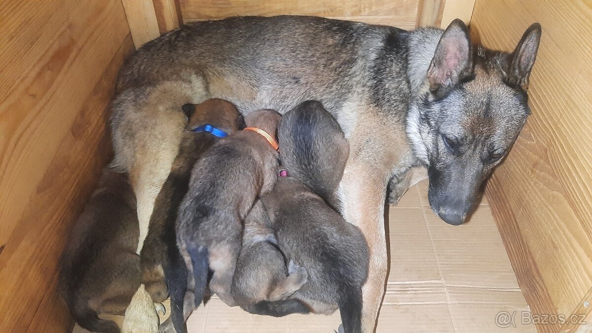 šteniatka kríženec nemecko-belgický ovčák (cross) - 5