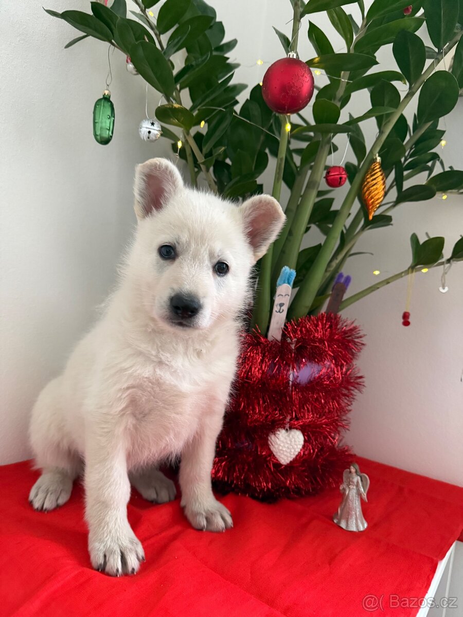 Bílý švýcarský ovčák s PP - 5