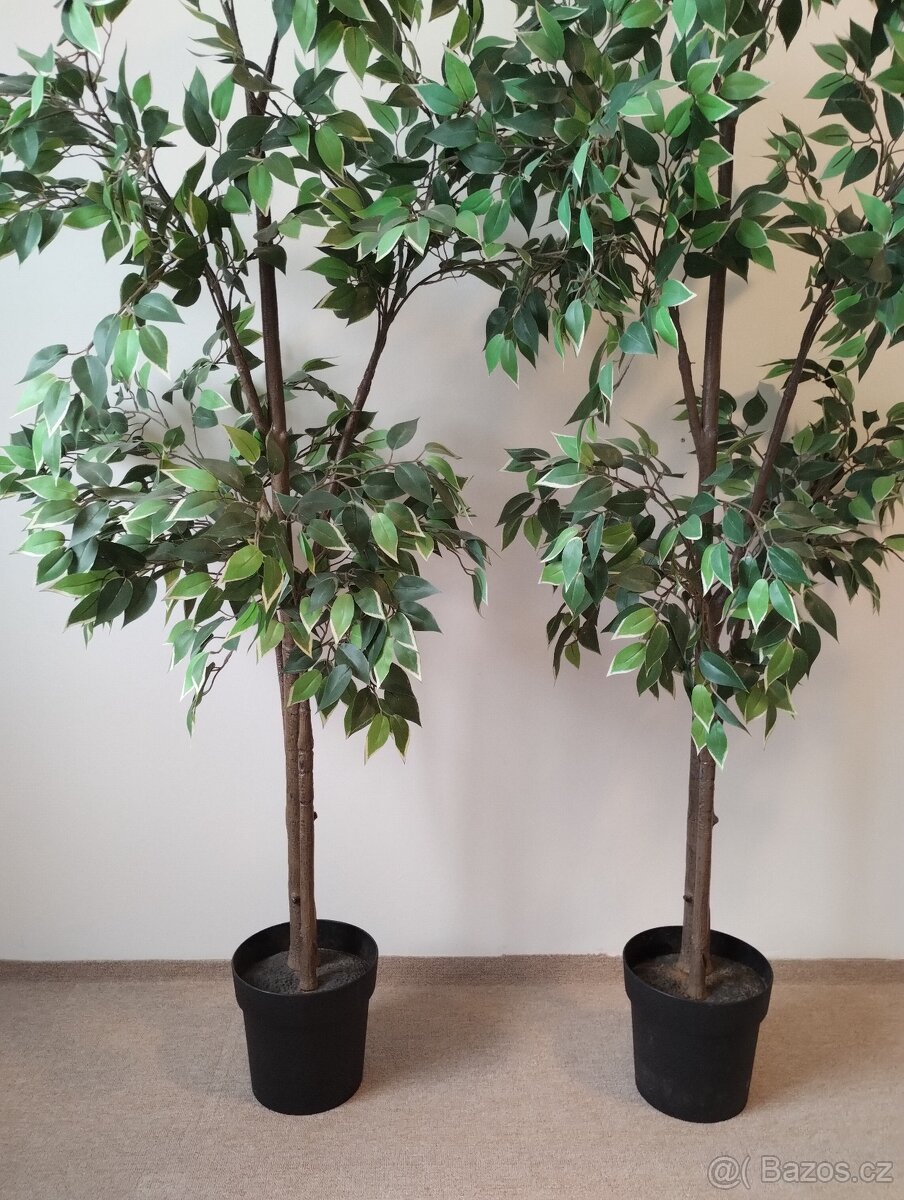 Umělý fíkovník (Fejka IKEA) - 5