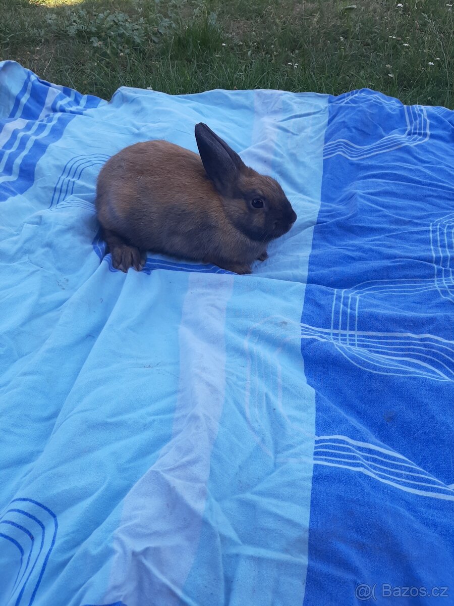 Kralicci králíci kraličACI - 5