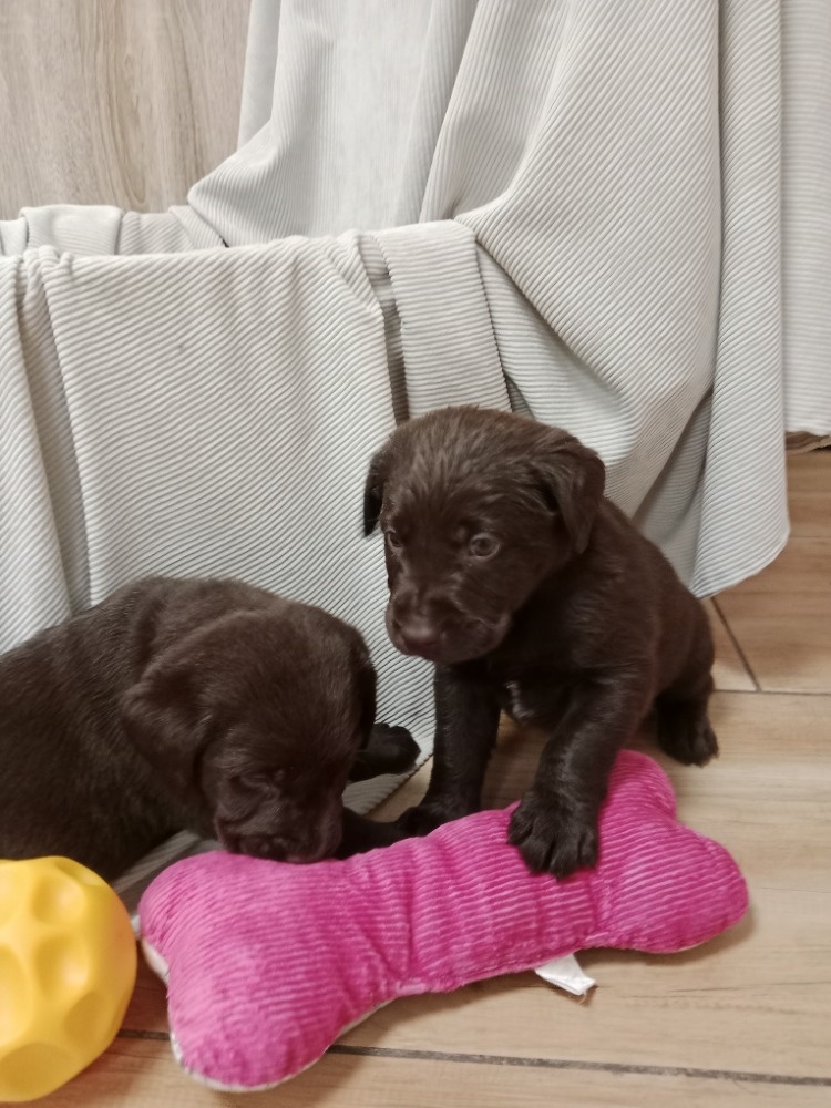 Labradorský retrívr - 5