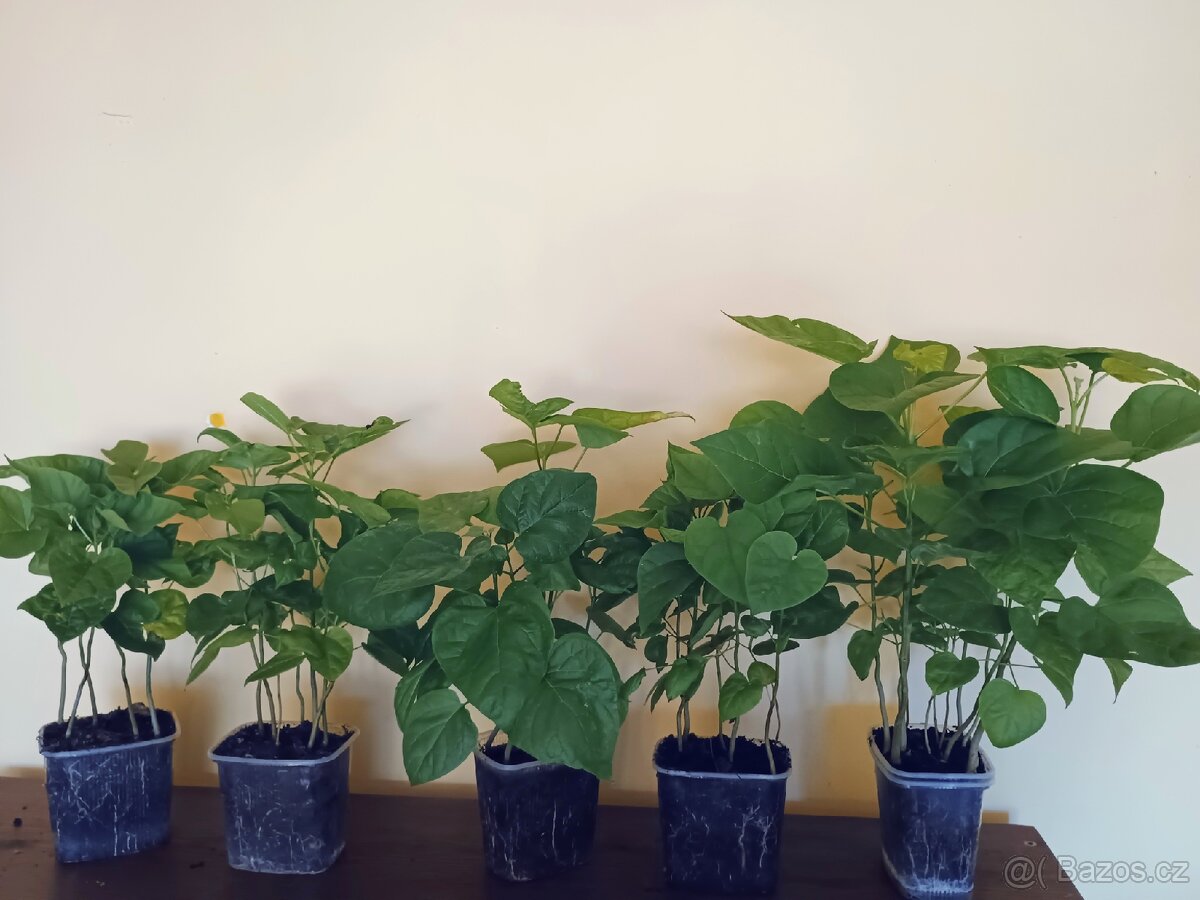 Katalpa trubačovitá sazenice - 5