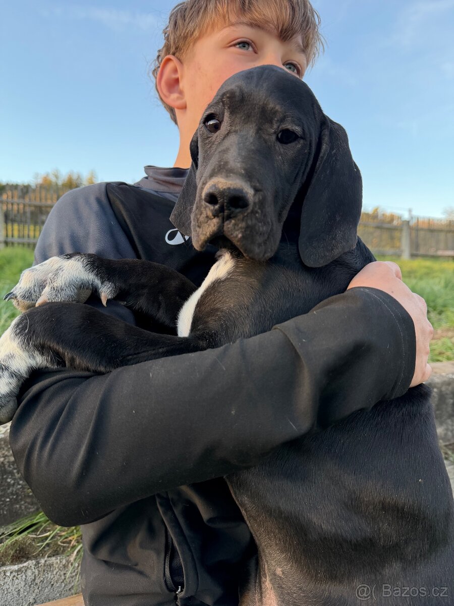 Fenky pointer s PP - 5