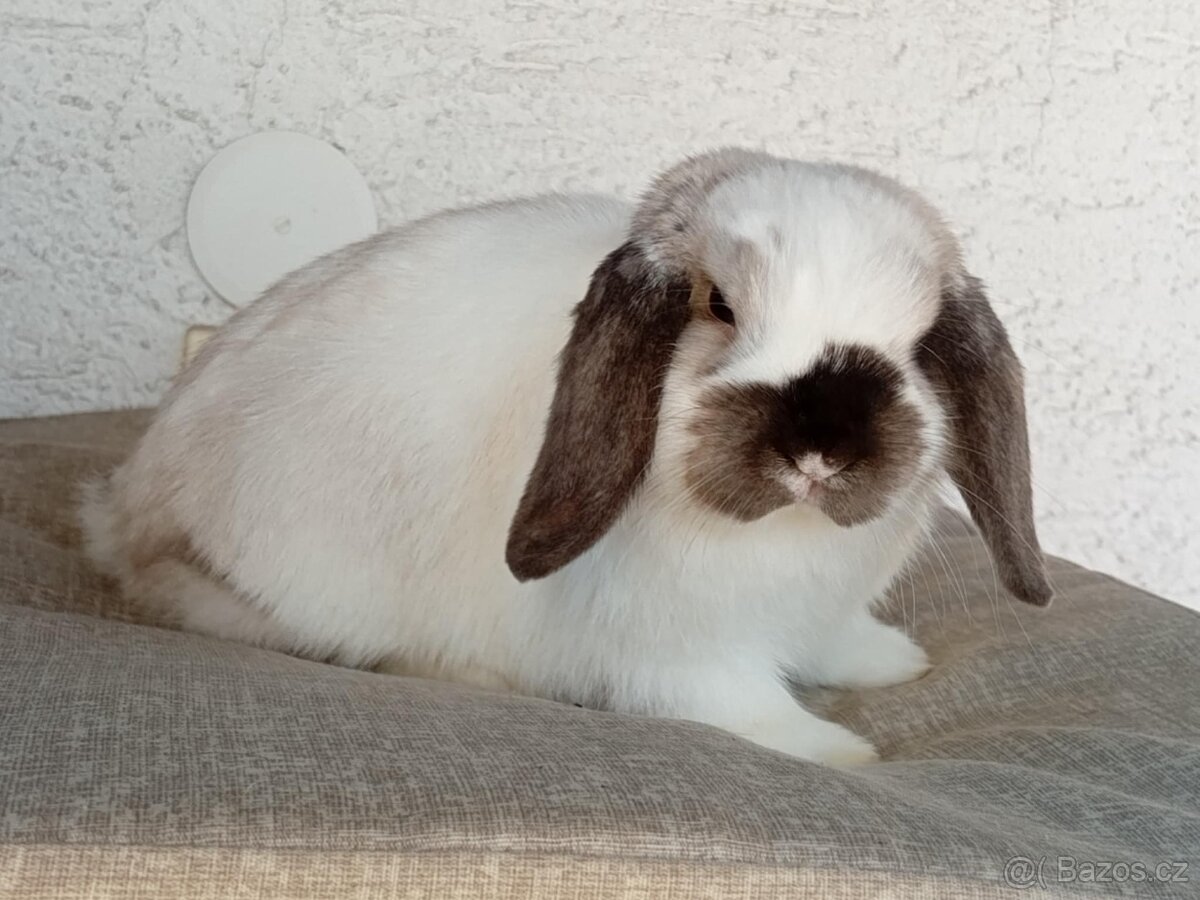 Samička Zakrslý Beránek MiniLop ❤️🍀 - 5