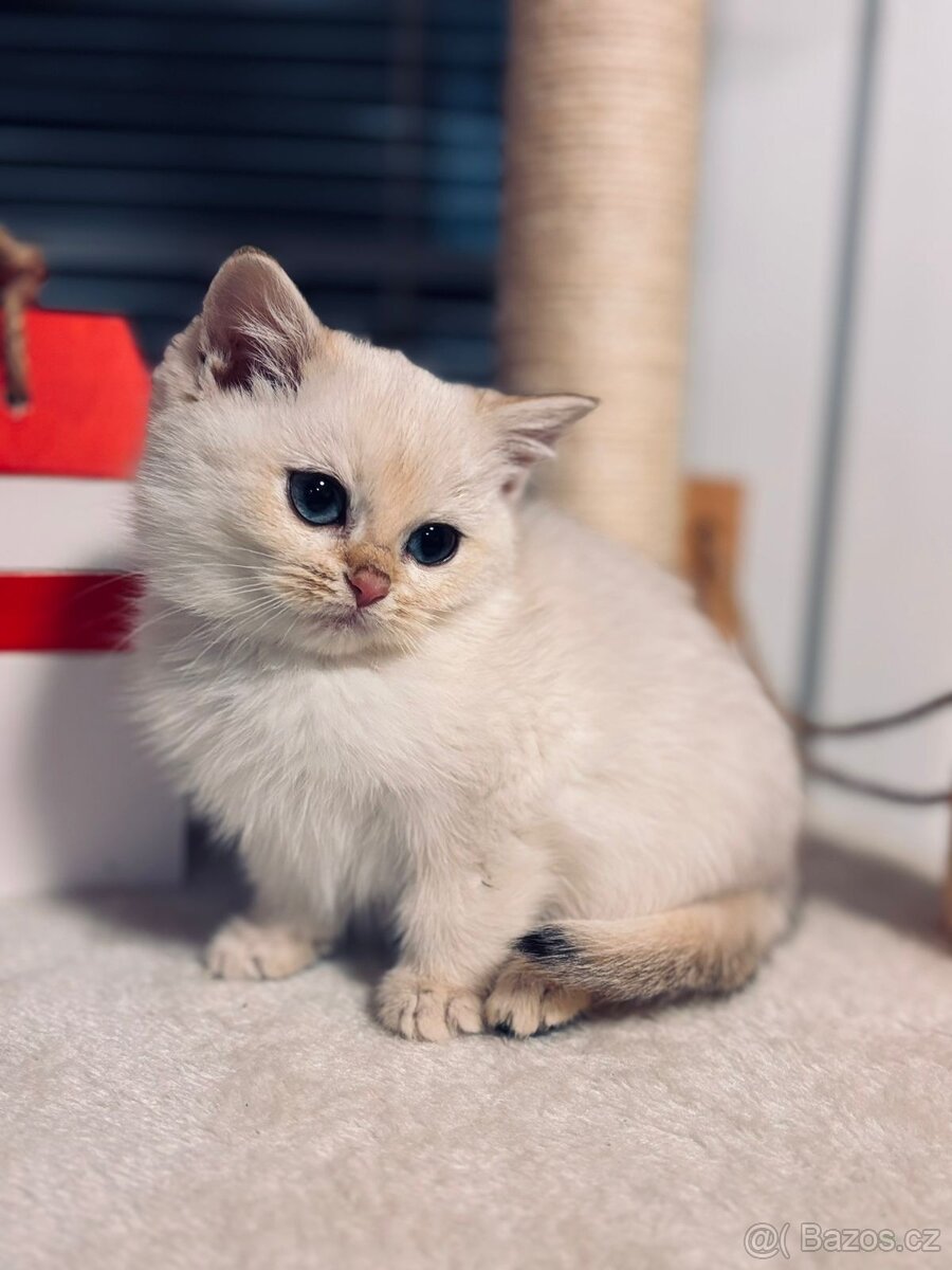 Britská koťátka činčily k odbery hned - 5