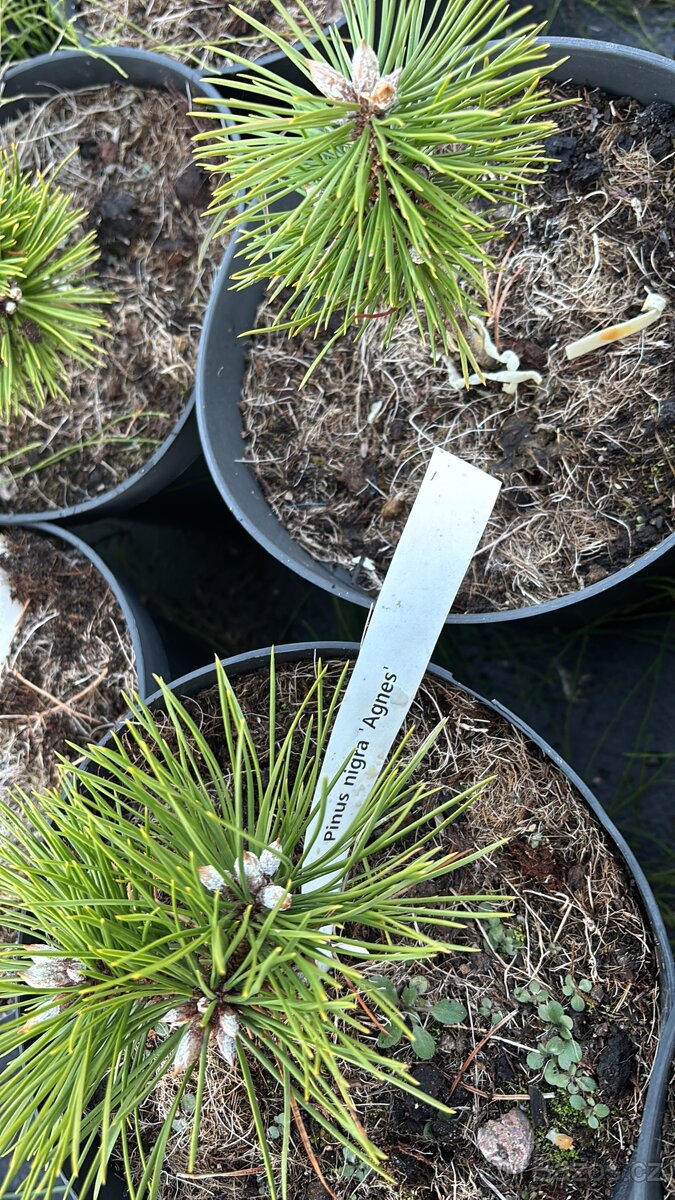 Borovice c2 doprava - 5