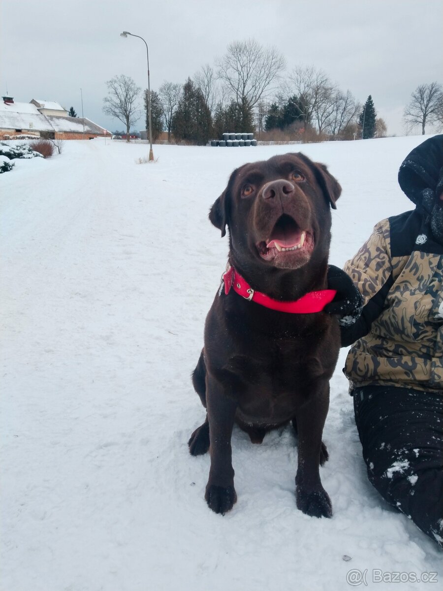 Labradorský retrívr s PP krytí - 5