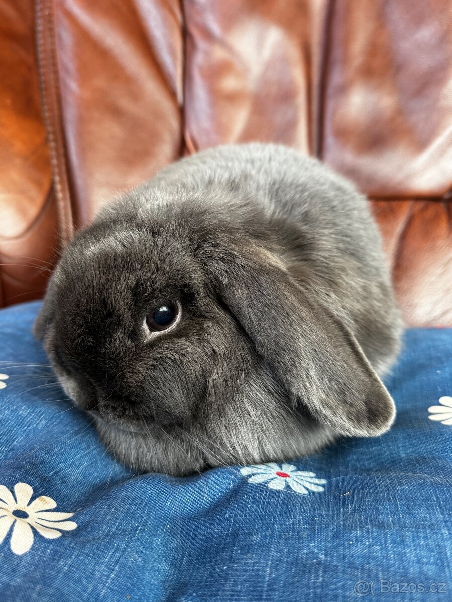 Minilop samičky - 5