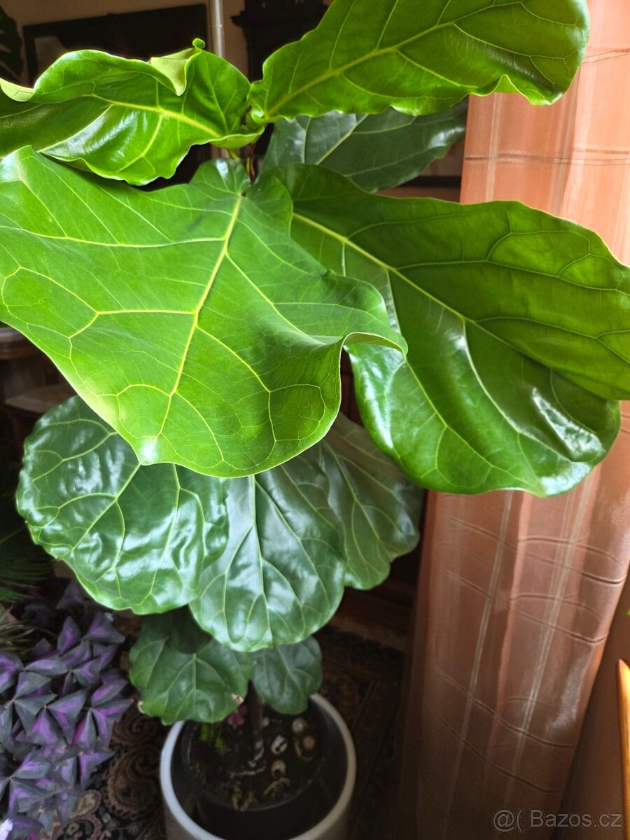 monstera, fíkus dubák, pryšec - 5