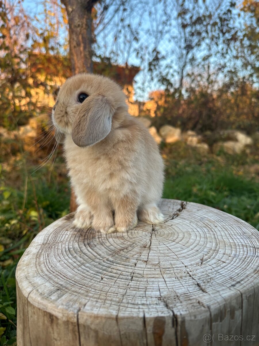 Minilop zakrslý beránek - 5