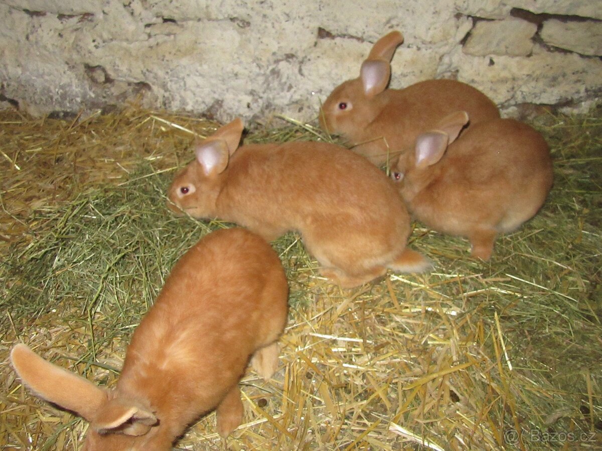 Burgundský králík - masné plemeno - 5