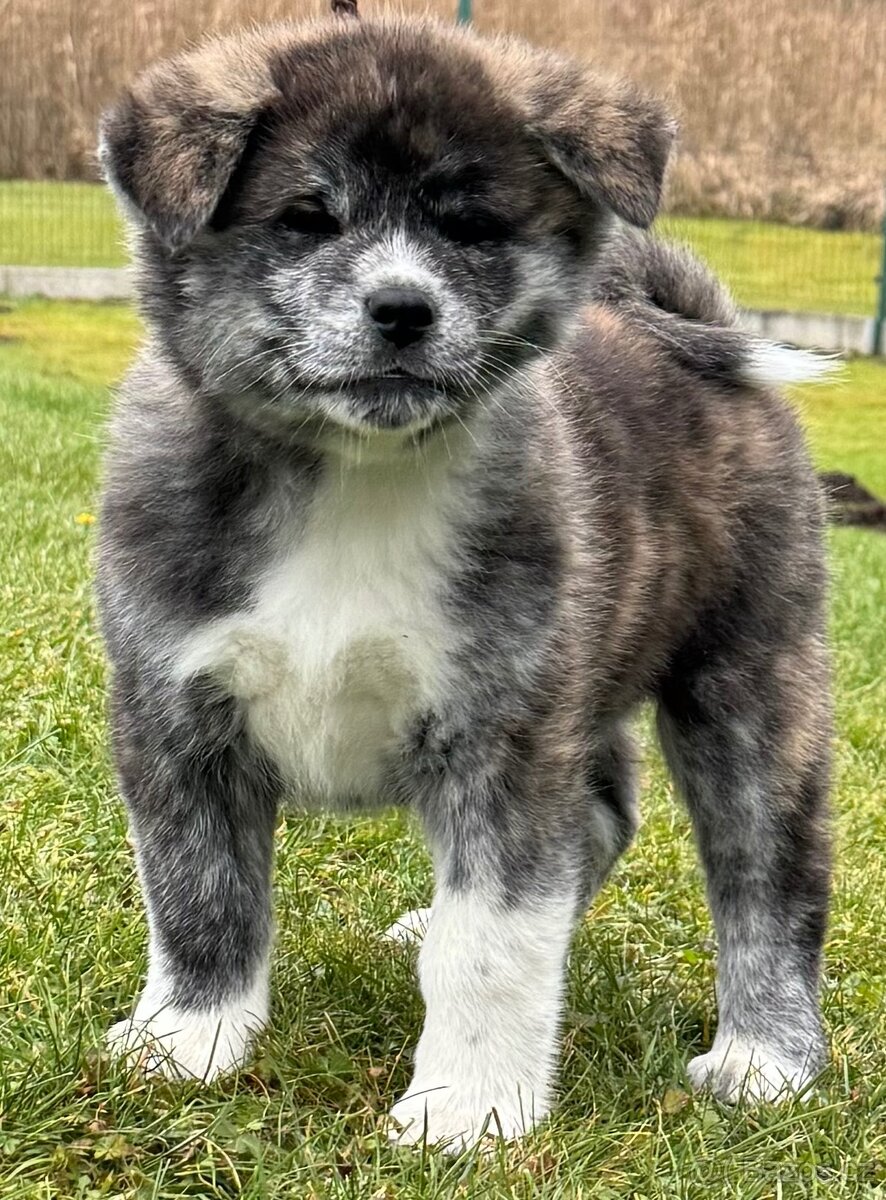 Akita inu s PP POSLEDNÍ FENA ŽÍHANÁ - 5