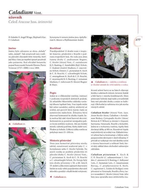 Encyklopedie tulipánů, hyacintů, begonií a dalších ..rostlin - 5