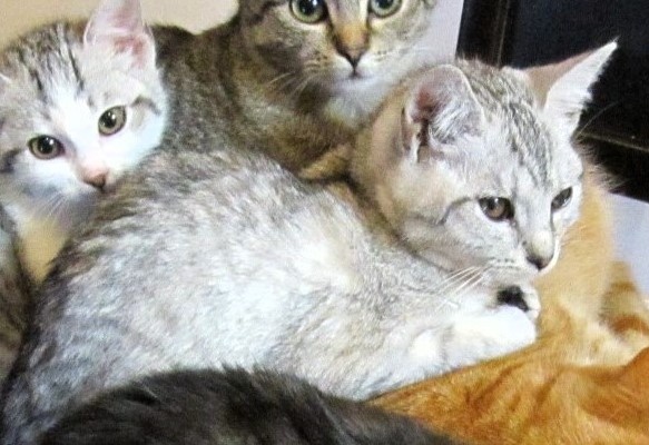 Kříženec Britské Krátkosrsté šelmy - 5