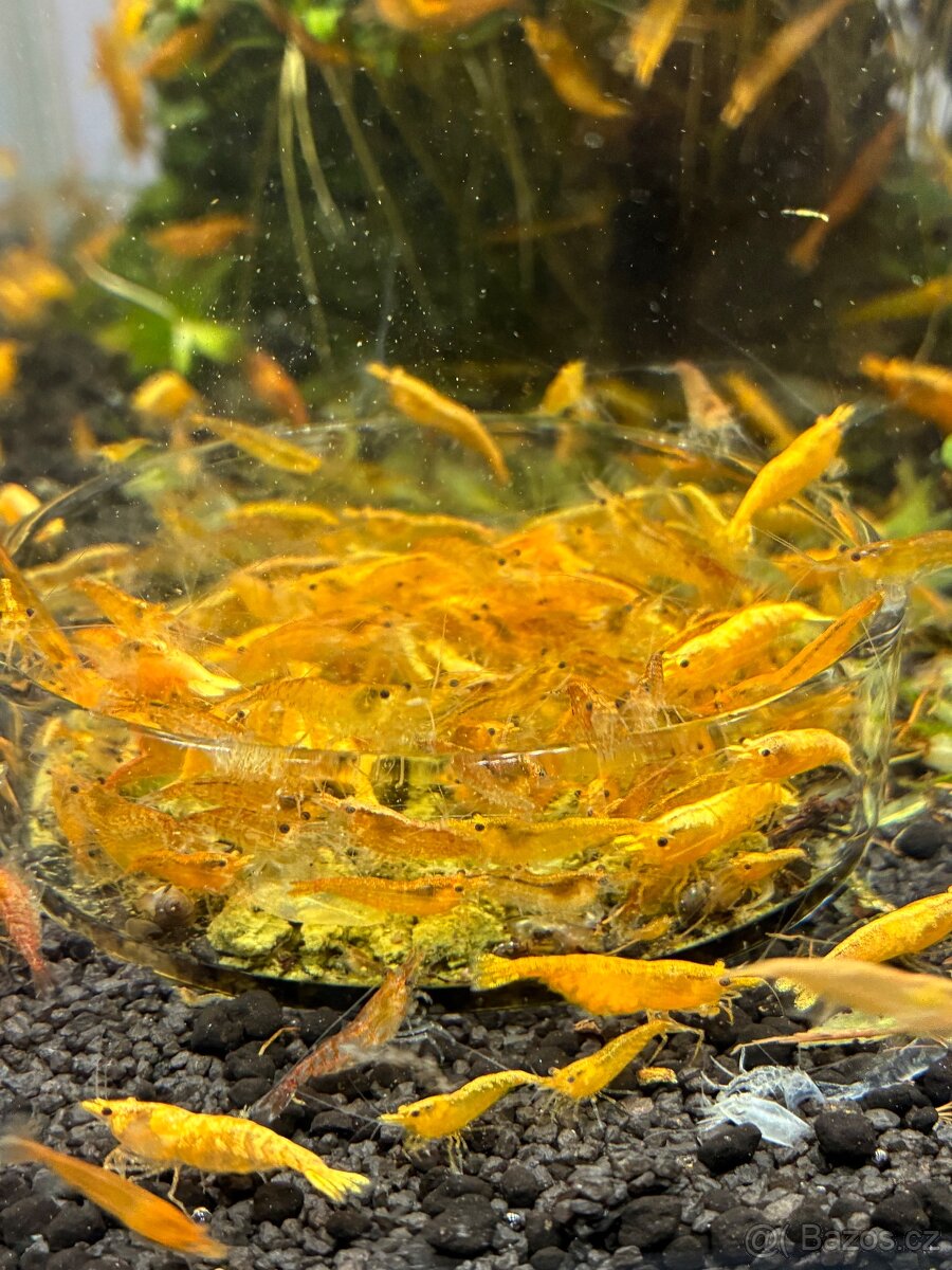 Krevetky žluté Yellow Fire - 5