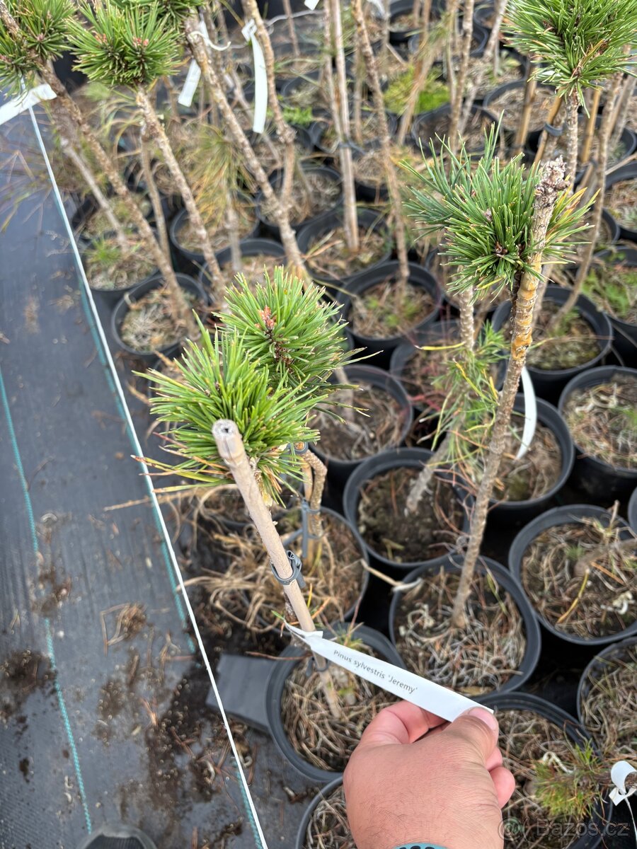 Borovice velkoobchod - 5