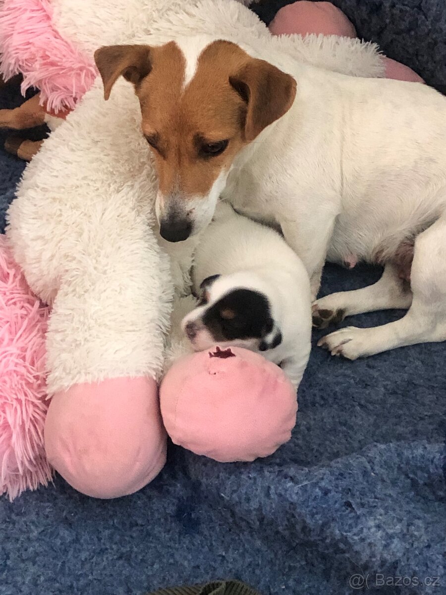 Jack russel teriér - 5