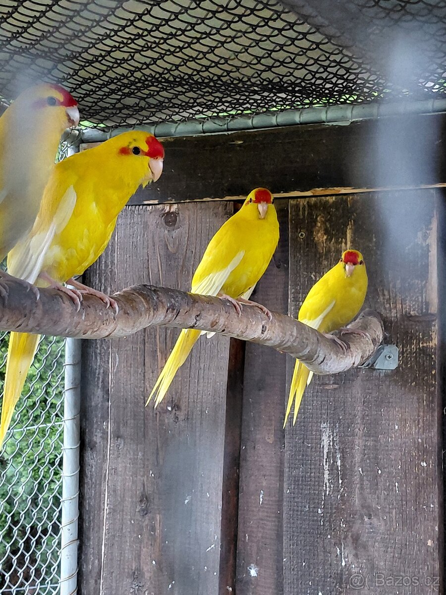 Kakariki, andulky,korely - 5