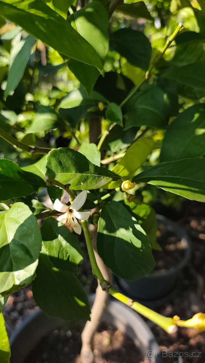 Prodám citrus Medica Maxima č.27 - 5