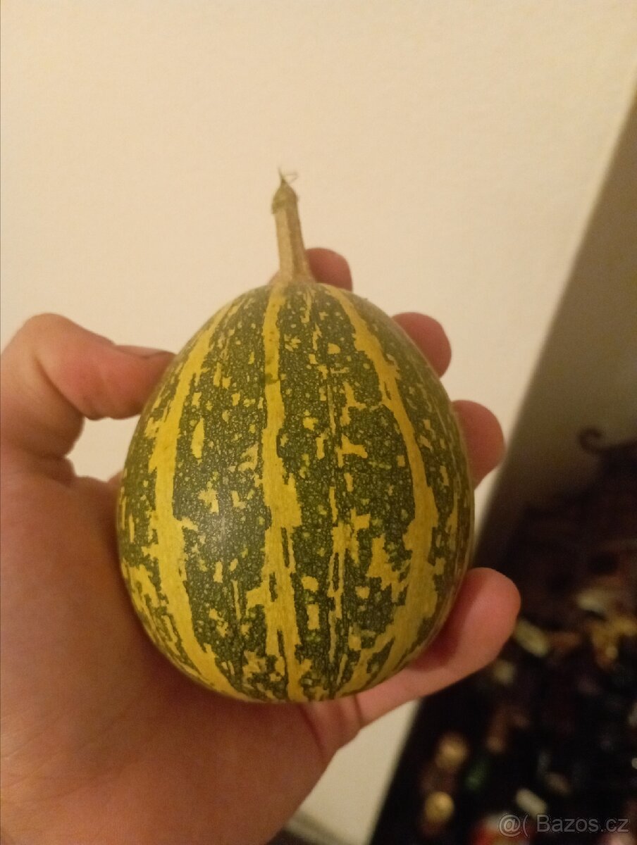 Přebytky okrasných dýní, dýně, tykev - 5