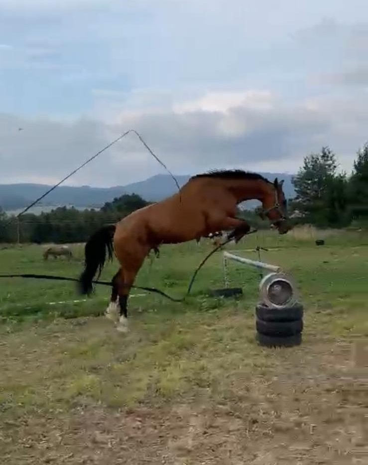 Všestranný valach - 5