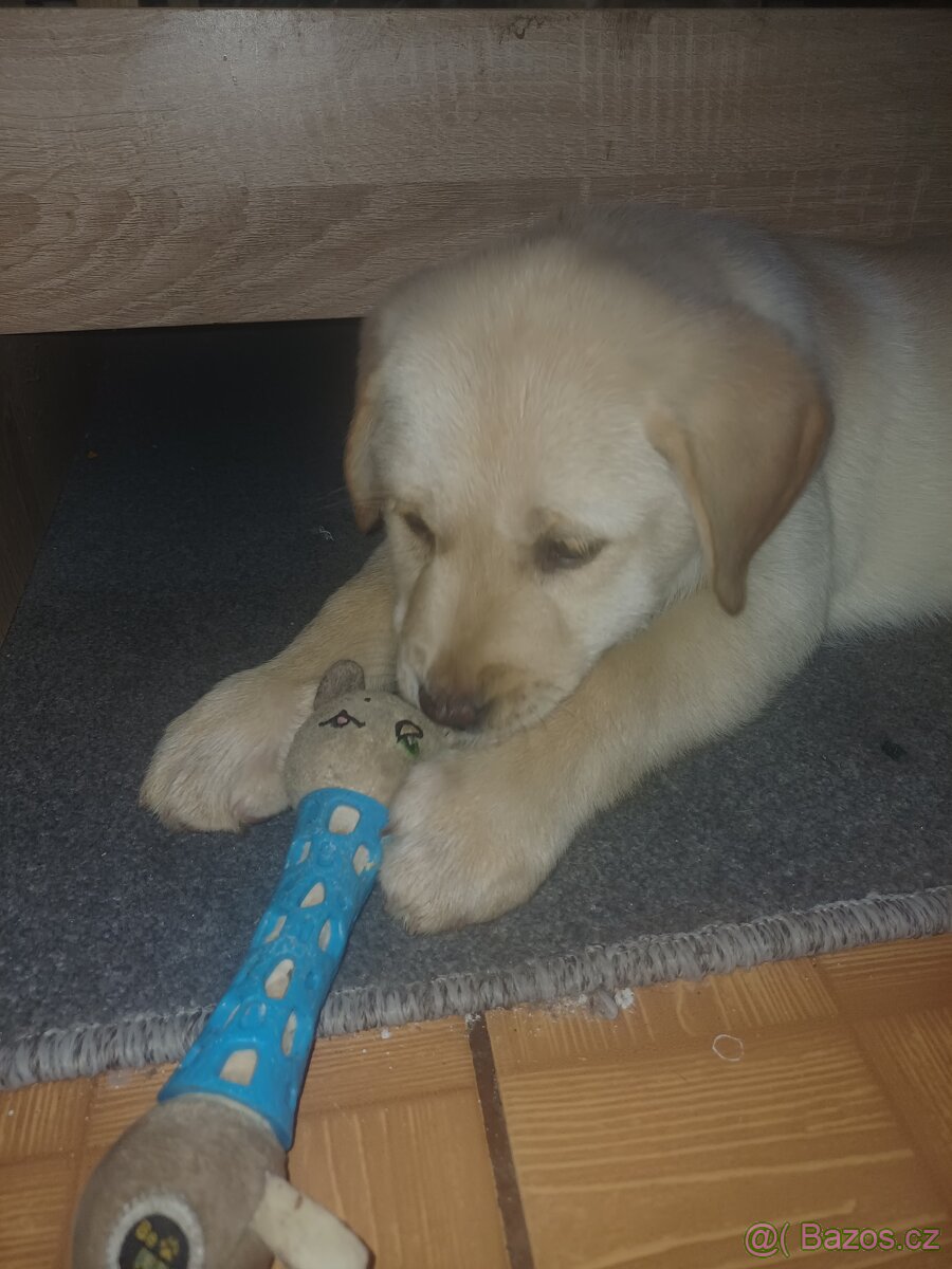 Štěňátka Labradora - 5