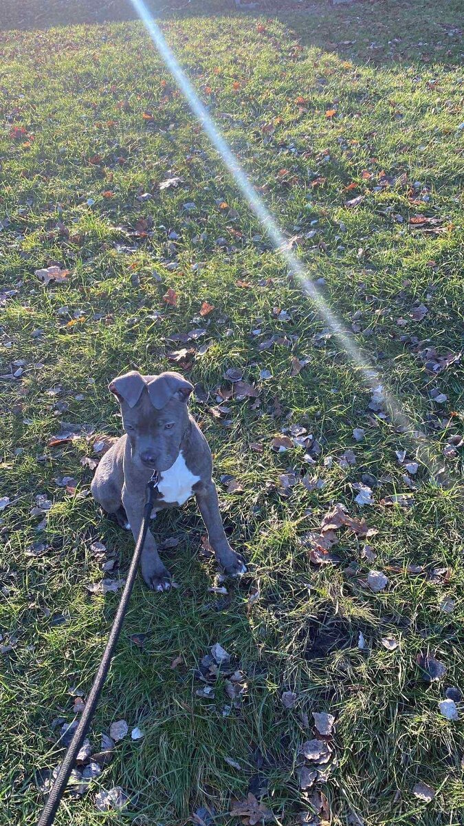 Prodám štěně American bully - 5