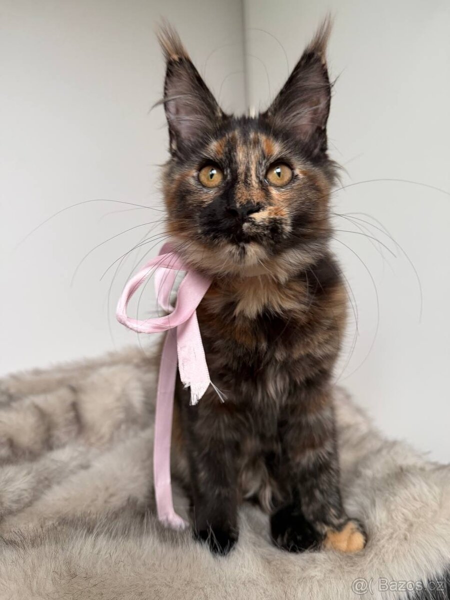 Mainská mývalí koťátka s PP - 5