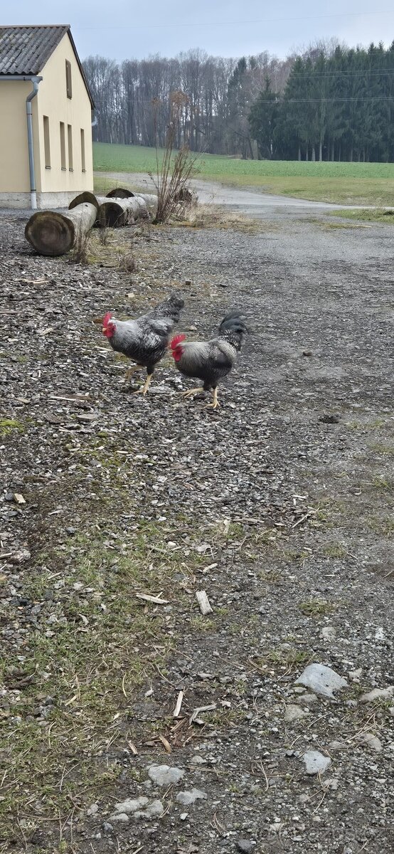 Kohouti na prodej - 5