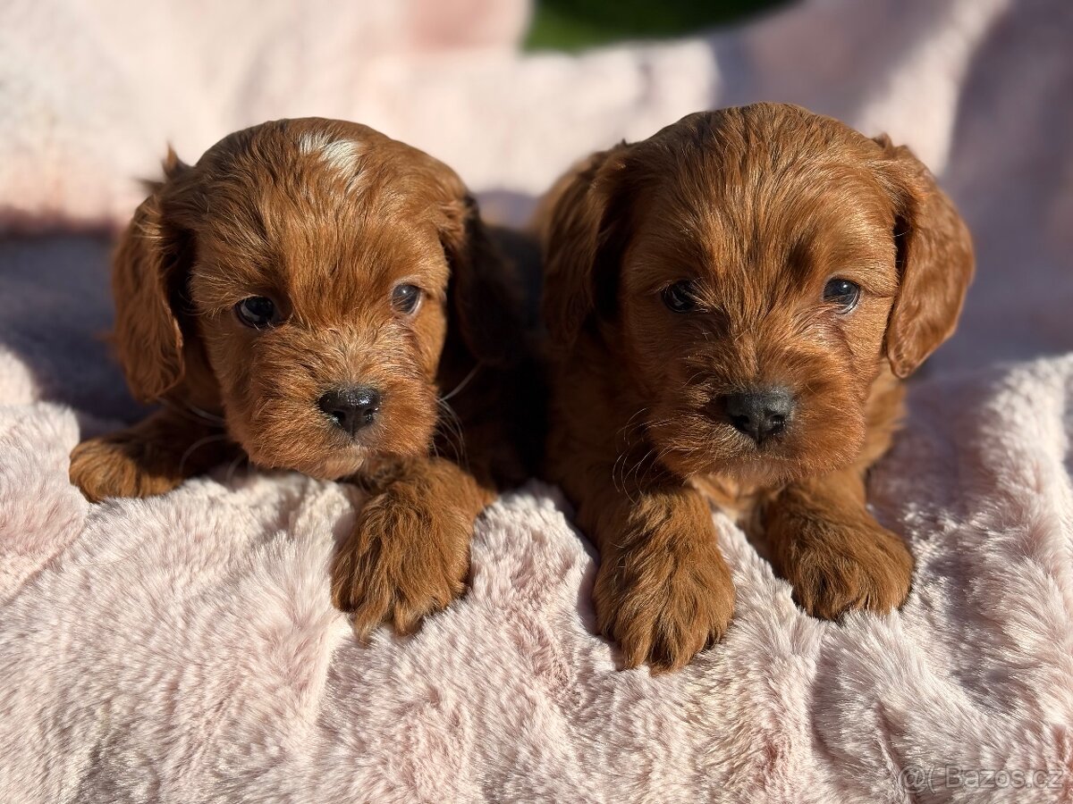 Cavapoo - 5