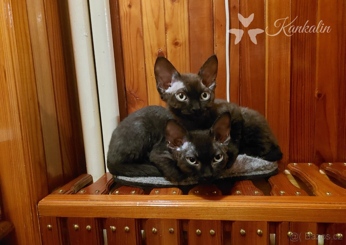 Devon rex koťátka s PP - 5