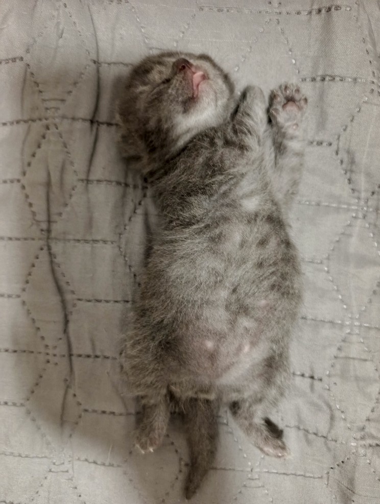 Whiskas kotatka stříbrná - 5