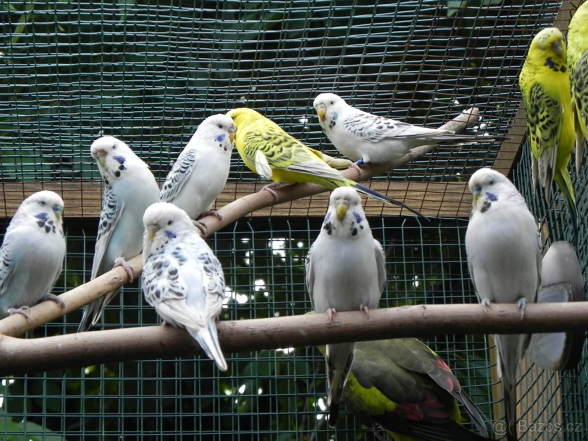 Andulky TCB - Texas Clear Body 2025 - 5