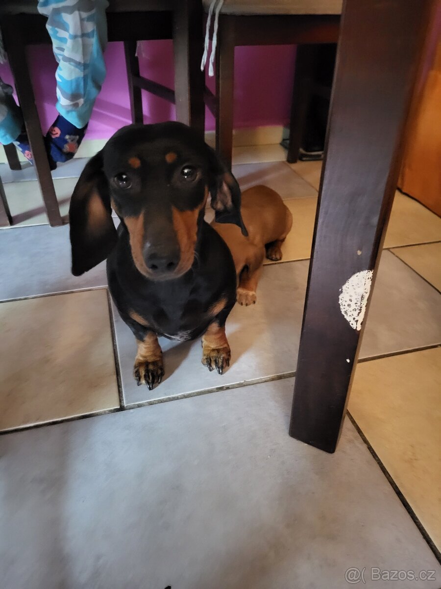 Jezevčík standard x Jezevčík trpasličí pejsek - 5