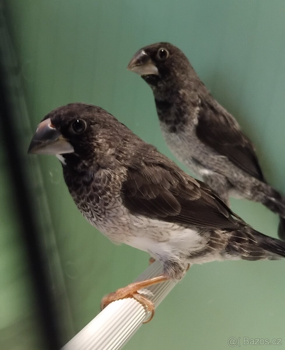 Chůvičky japonské - 5