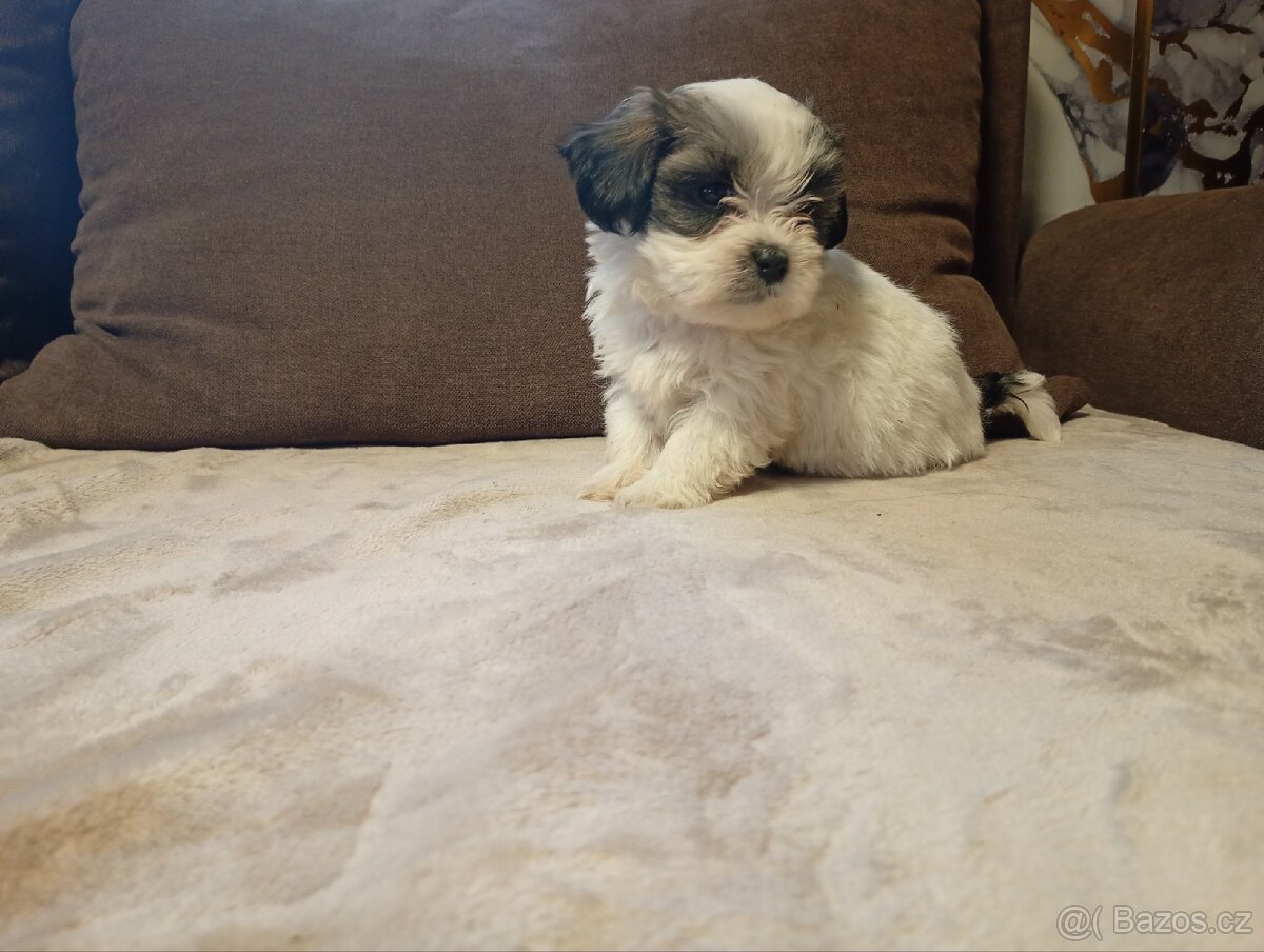 Jorkšírský teriér biewer - 5