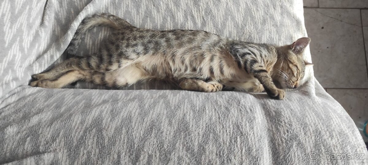 Bengálské kotě - 5