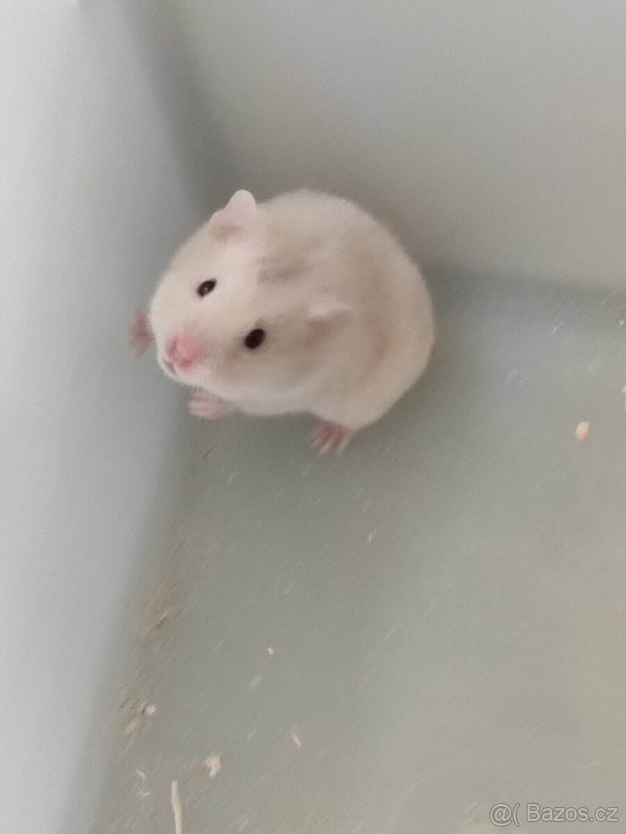 Křeček Syrský - 5