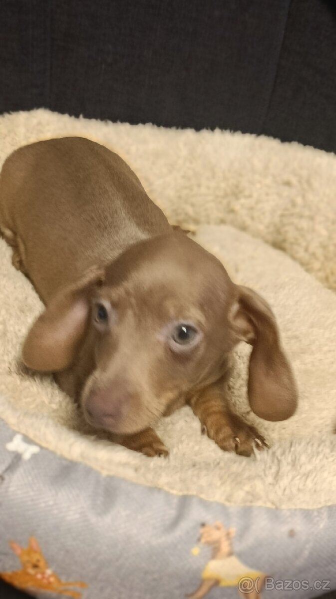 Jezevčík trpasličí pejsek bez PP - 5