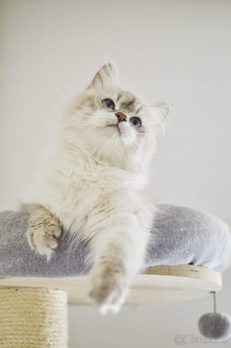 Sibiřská kočka s PP - 5